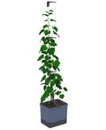 Gusta Garden Pflanzk&uuml;bel CURT CUCUMBER (inkl. flexibler Ranhilfe und