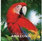 Strohmann Games Spiel, Life of the Amazonia - deutsch