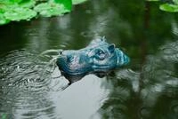 Ubbink Wasserspeier Hippo, Schwimmt auf dem Wasser, BxLxH: 15x28x11 cm, ohne...