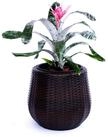Elegant Einrichten Pflanzk&uuml;bel Polyrattan rund konisch D52xH44cm coffee braun...
