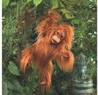 Folkmanis Handpuppen Handpuppe Folkmanis Baby Orang-Utan