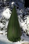 Dittmann Winterschutzvlies Premium Frostschutzh&uuml;lle, Doppelrei&szlig;verschluss,