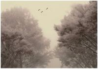 Wallarena Fototapete Wald Vintage - Mehrfarbig - Klassisch - Vlies - Schlafzimmer,