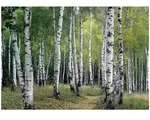 Wallarena Fototapete B&auml;ume Vlies, 5-teilig, Schlafzimmer, glatt, (4 St), 200x140cm