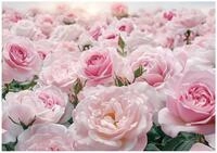 Wallarena Fototapete Blumen Rosen - Mehrfarbig - Elegant - Vlies - Schlafzimmer,