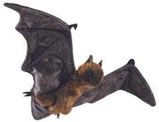 Folkmanis Handpuppen Handpuppe Folkmanis Flughund