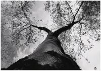 Wallarena Fototapete Baum Wald - Mehrfarbig - Modern - Vlies - Schlafzimmer,...