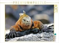 CALVENDO Puzzle CALVENDO Puzzle Gal&aacute;pagos-Meerechse, 1000 Teile Lege-Gr&ouml;&szlig;e...