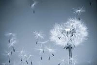 Papermoon Fototapete Dandelion in the Wind, glatt