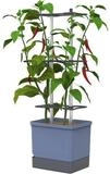Gusta Garden Pflanzk&uuml;bel CHARLY CHILI XL (inkl. stabiler Rankhilfe und