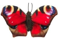 Uni-Toys Kuscheltier Schmetterling (mit Schlaufe) - Verschiedene Farben -