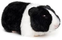 Uni-Toys Kuscheltier Meerschweinchen - verschiedene Farben - 21 cm (L&auml;nge) -