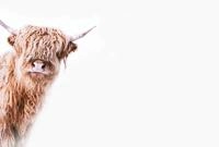 living walls Fototapete ARTist Highland Cattle, (Set, 4 St), Vlies, Wand,...