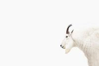 living walls Fototapete ARTist Mountain Goat, (Set, 4 St), Vlies, Wand, Schr&auml;ge