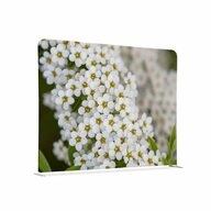 Showdown Displays Paravent 200-150 Doppel Wei&szlig;e Blume Spirea - Wei&szlig; -...