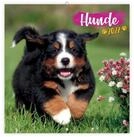 Tr&ouml;tsch Verlag Wandkalender TR&Ouml;TSCH - Brosch&uuml;renkalender Hunde 2027