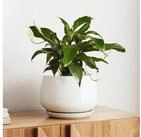 LuxusKollektion Blumentopf Blumentopf Keramik &Uuml;bertopf Drainagel&ouml;cher Untersetzer