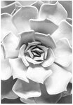 Bild KOMAR "Succulent Closeup", bunt (farbe bild(er): bunt), B:30cm H:40cm,...