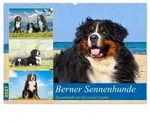 CALVENDO Wandkalender Berner Sennenhunde - Traumhunde mit Charme (Wandkalender...