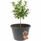 BigDean M&ouml;rtelk&uuml;bel Blumenk&uuml;bel XXL 90 Liter 43cm hoch 63cm Durchmesser Made...