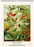 Wandkalender Ernst Haeckel. Kunstformen der Natur. Wandkalender 2027