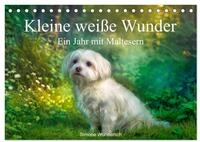 CALVENDO Wandkalender Kleine wei&szlig;e Wunder - ein Jahr mit Maltesern...