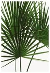 Komar Bild Palmtree Leaves, Pflanzen (1 St), Wandbild zur Dekoration - ohne...