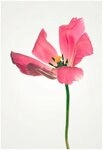 Komar Bild Tulip, Blumen (1 St), Wandbild zur Dekoration - ohne Rahmen