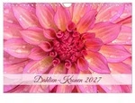CALVENDO Wandkalender Dahlien-Kronen (Wandkalender 2027 DIN A4 quer), CALVENDO