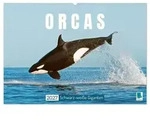 CALVENDO Wandkalender Orcas: Schwarz-wei&szlig;e Giganten (Wandkalender 2027 DIN A2...
