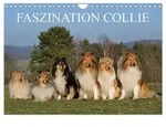 CALVENDO Wandkalender Faszination Collie 2027 (Wandkalender 2027 DIN A4 quer),