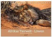 CALVENDO Wandkalender Afrikas Tierwelt - L&ouml;wen (Tischkalender 2027 DIN A5...