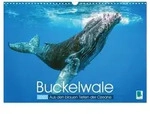 CALVENDO Wandkalender Buckelwale: Aus den blauen Tiefen der Ozeane...