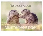 CALVENDO Wandkalender Tiere der Alpen - Murmeltier-Kinder (Wandkalender 2027...
