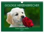 CALVENDO Wandkalender Goldige Herzensbrecher - Golden Retriever Welpen...