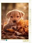 CALVENDO Puzzle CALVENDO Puzzle Hedgehog and Puppy - Animal Autumn Magic, 1000