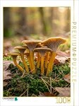 CALVENDO Puzzle CALVENDO Puzzle Mushroom Profile: Trumpet Chanterelle, 1000...