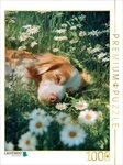 CALVENDO Puzzle CALVENDO Puzzle Nothing can rattle me now, 1000 pieces, finished