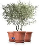 BigDean Blumentopf 3x Blumentopf mit Untersetzer rund &oslash;50xH38 (Set, 3 St.,