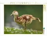CALVENDO Puzzle CALVENDO Puzzle Nilgans-K&uuml;ken beim Stretching, 2000 Teile