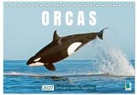 CALVENDO Wandkalender Orcas: Schwarz-wei&szlig;e Giganten (Tischkalender 2027 DIN A5