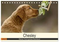 CALVENDO Wandkalender Chesley Kleiner Hund grosse Abenteuer (Tischkalender 2027...
