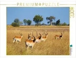 CALVENDO Puzzle CALVENDO Puzzle Rote Lechwe-Antilopen, Okavango Delta, Botswana.,