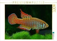 CALVENDO Puzzle CALVENDO Puzzle Simpsonichthys zonatus BRASILIEN, 1000 Teile