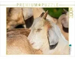 CALVENDO Puzzle CALVENDO Puzzle Fressen,Toben,Schlafen, 2000 Teile Lege-Gr&ouml;&szlig;e 90 &times;