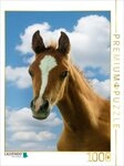 CALVENDO Puzzle CALVENDO Puzzle Neugieriger Blick - Araberfohlen, 1000 Teile