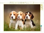 CALVENDO Puzzle CALVENDO Puzzle Beagles - Trio zum Verlieben, 2000 Teile...