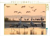 CALVENDO Puzzle CALVENDO Puzzle Im Wasser stehende Kraniche am Schlafplatz, 1000