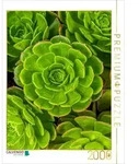 CALVENDO Puzzle CALVENDO Puzzle Aeonium Sukkulenten von oben, 2000 Teile...