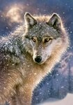 Castorland Puzzle Einsamer Wolf Puzzle 500 Teile, Puzzleteile